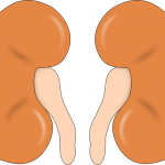 Síndrome hepatorrenal