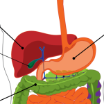 Cirrosis hepática