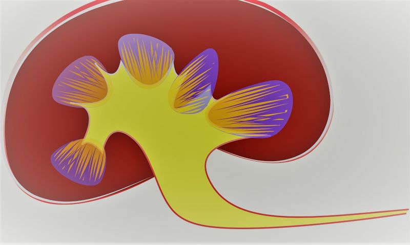 Glomerulonefritis