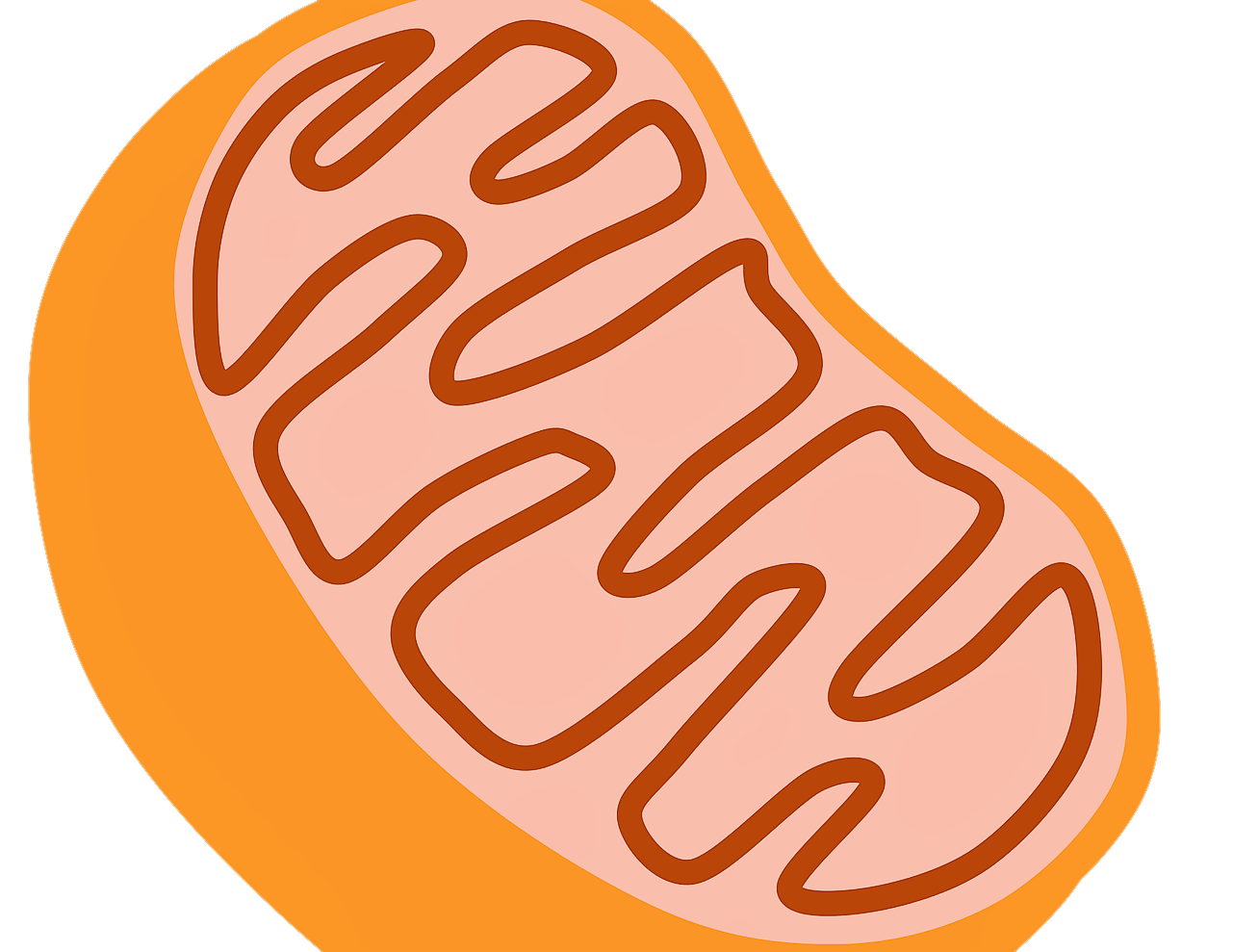 Mitocondria