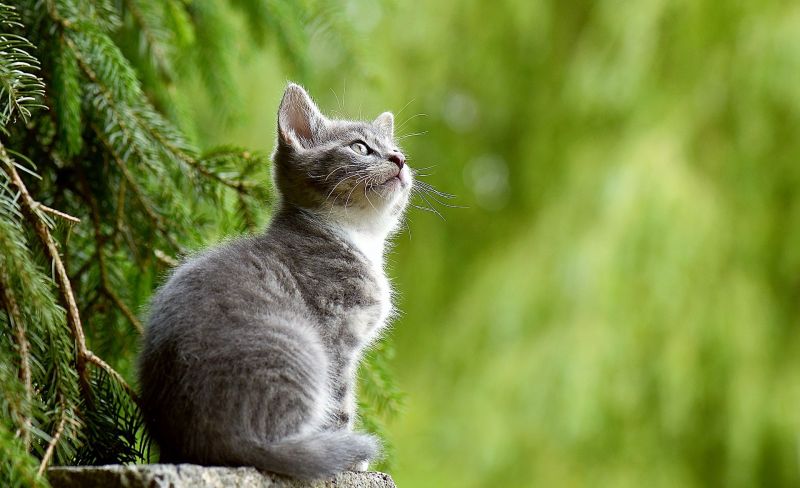 Alergia a los gatos Síntomas, acciones y remedios para curarla