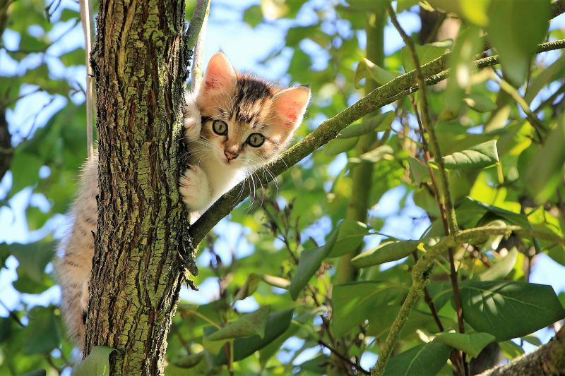 Alergia a los gatos