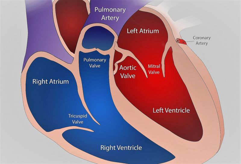 Ventrículo