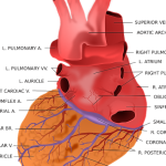 Tabique interventricular