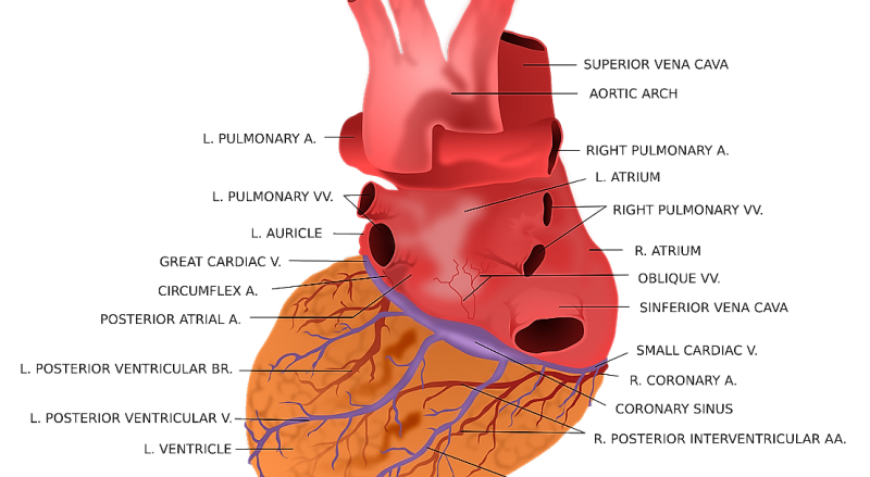 Tabique interventricular